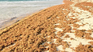 Una masa gigante de algas marinas amenaza la costa de Florida