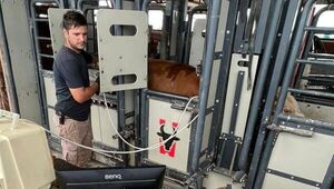 Análisis de primera: Beef Data ayuda al productor a evaluar y mejorar la calidad carnicera de su ganado