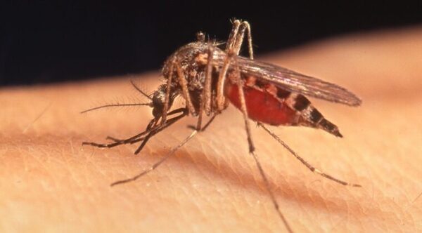 Sequera confirma al menos 50 casos de reinfección de chikunguña