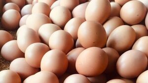 Escasez de huevos podría agudizarse, según productores | Radio Regional 660 AM