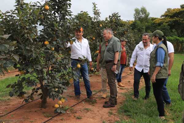 Paraguay se prepara para exportar 250 toneladas de caqui a España - .::Agencia IP::.