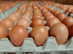 PRODUCTOR VATICINA PANORAMA MÁS DURO POR LA ESCASEZ DE HUEVOS - Itapúa Noticias