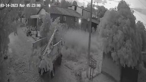 Roban un árbol de ‘Tajy’ en Capiatá | 1000 Noticias