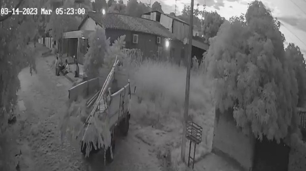Roban un árbol de ‘Tajy’ en Capiatá | 1000 Noticias