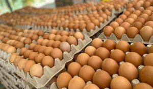 Capasu advierte desabastecimiento y suba de precios de huevos.