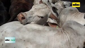 Video: Extienden al 17 de marzo vacunación contra aftosa y brucelosis  - ABC Rural - ABC Color