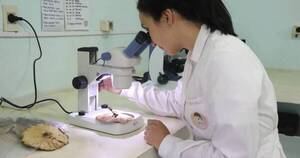 La Nación / Ciencia paraguaya celebra sanción de proyecto de ley del investigador científico