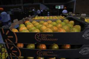 Paraguay a través de Frutas del Paraguay SA se prepara para exportar 250 toneladas de caqui a España - Revista PLUS