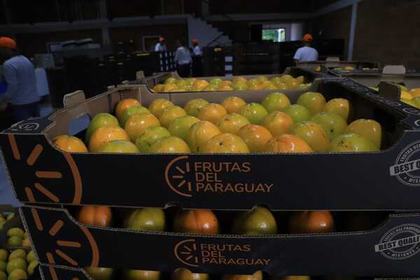 Paraguay a través de Frutas del Paraguay SA se prepara para exportar 250 toneladas de caqui a España - Revista PLUS