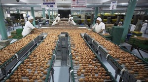 Diario HOY | Avicultores desmienten escasez de huevos y explican lo que pasa