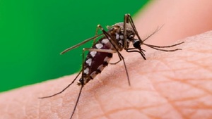 Constatan deshidratación extrema en víctimas fatales de chikungunya - Noticias Paraguay
