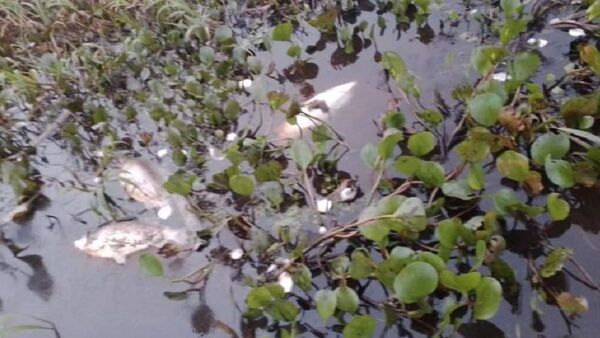 Alarmante mortalidad de peces en Coronel Bogado