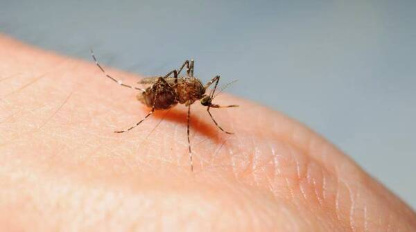 ¡Hesúkena! Hay cerca de 50 casos sospechosos de reinfección por chikungunya he'i