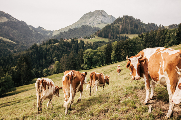 Suiza detecta un caso de “vaca loca” atípico en la región oriental de Grisones