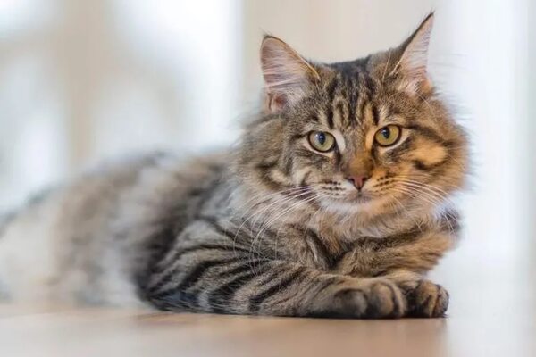 Gatos diabéticos: qué hacer ante el déficit de insulina - Mascotas - ABC Color