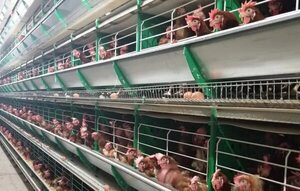 Provisión de huevos es normal, lo que bajó es el volumen del contrabando, alegan productores - Nacionales - ABC Color