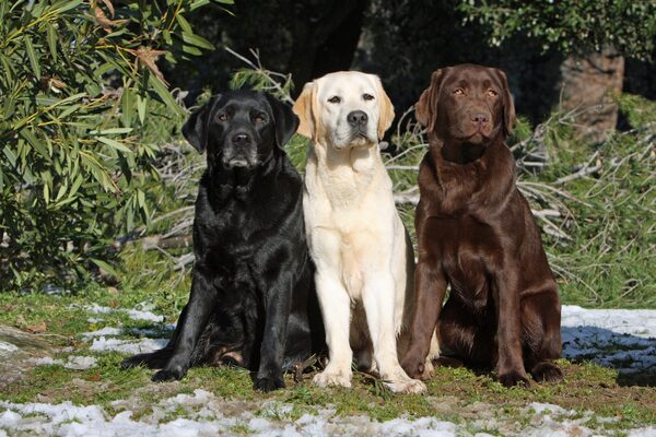 Por primera vez en 30 años, el labrador dejó de ser la raza de perro más popular en EEUU - Megacadena — Últimas Noticias de Paraguay
