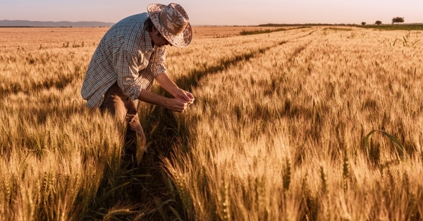 El trigo y el maíz suben por fuerte demanda