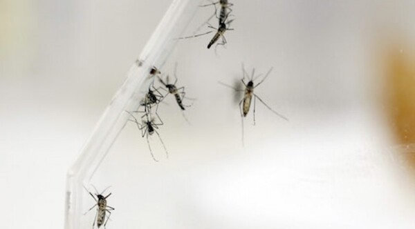 Diario HOY | Reinfección por chikunguña es poco probable, pero hay varios casos en estudio