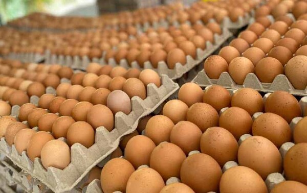 Nuevo golpe al bolsillo: Precio de huevos subirán este lunes y costos se remarcarán en Semana Santa – Prensa 5