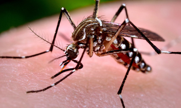 Coronel Oviedo es el epicentro de casos de chikungunya en el departamento de Caaguazú - OviedoPress