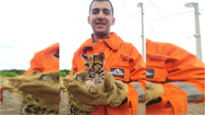 ¡Chúlina! Bomberos rescatan a un Tiríka