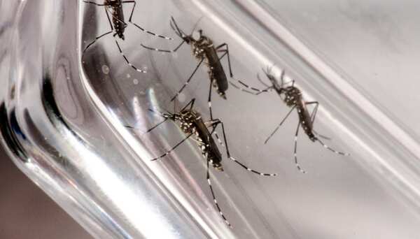 Expertos internacionales vendrán a Paraguay para estudiar posible modificación de virus de chikunguña