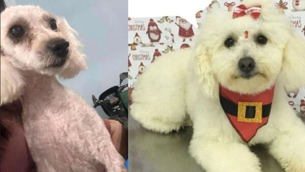 Dos familias se disputan ante la Fiscalía por una perrita