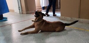 Esperancita: la historia de la can guardiana que vive en el Hospital de Coronel Oviedo - Unicanal