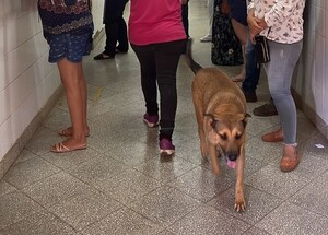Esperancita, la can que espera por su dueño en el hospital de Cnel. Oviedo - trece