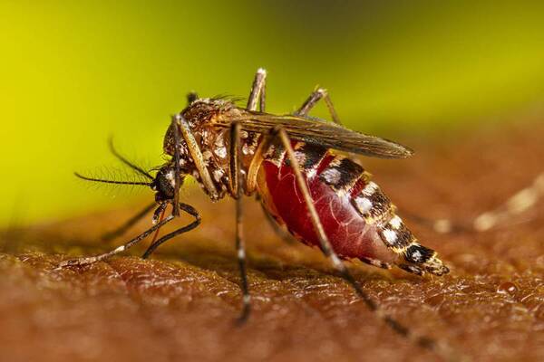 Médico exige a Salud tomar medidas para frenar la epidemia del chikungunya.