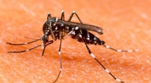 Diario HOY | Especialistas de EEUU están en el país para colaborar con la epidemia del chikunguña
