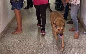 Esperancita, la can que espera por su dueño en el Hospital Regional de Coronel Oviedo – Prensa 5