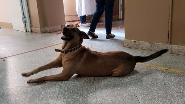Esperancita: la historia de la can guardiana que vive en el Hospital de Coronel Oviedo - Noticiero Paraguay