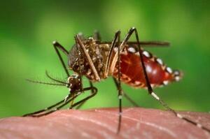 LLegan al país especialistas de EEUU, para colaborar con la epidemia del chikunguña – Prensa 5