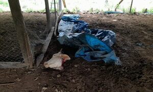 Abigeos mantuvieron de rehén a capataz mientras faenaban ovejas y ganado vacuno
