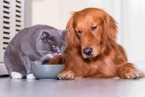 Perros y gatos obesos tienen más riesgo a sufrir enfermedades - Mascotas - ABC Color