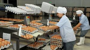 La crisis generada por  escasez de huevos es cíclica, dice productor