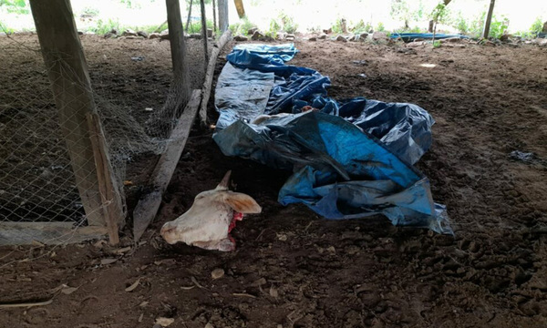 Abigeato: mantuvieron de rehén a capataz mientras faenaban ovejas y vacunos - OviedoPress