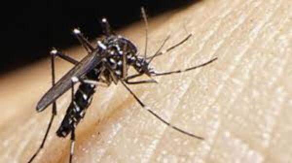 Concepción: casos de Dengue y Chikungunya, en aumento | Radio Regional 660 AM