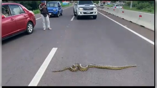 [VIDEO] Ypacaraí: pararon el tráfico para dejar cruzar a una enorme serpiente