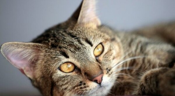 Diario HOY | ¿Por qué ronronean los gatos? La ciencia ofrece varias explicaciones