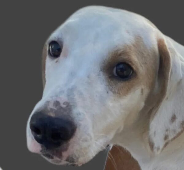 Nala - Encontrá a tu mascota - ABC Color