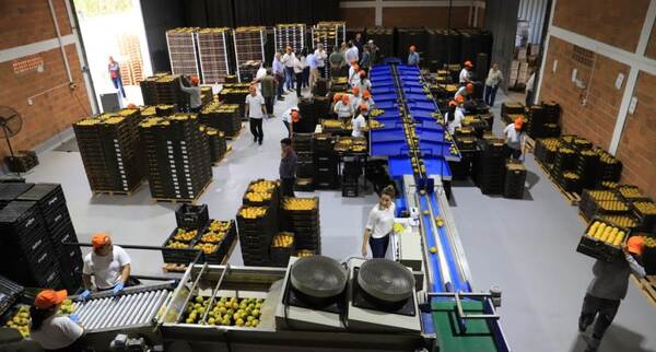 Frutas del Paraguay exportará caqui de producción nacional al mercado europeo por primera vez