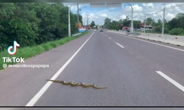 (VIDEO)Víbora cruzó la ruta como toda una celebridad