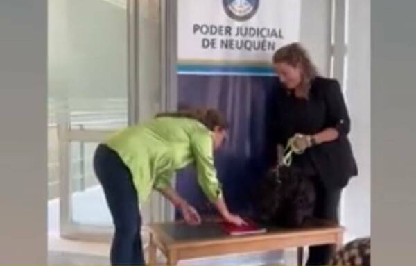 ¡Guau! La justicia argentina le tomó “juramento” a un perro para trabajar