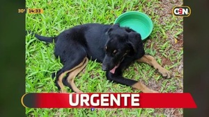 Abandonan a un perro atropellado - C9N