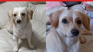Nala - Encontrá a tu mascota - ABC Color
