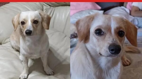 Nala - Encontrá a tu mascota - ABC Color