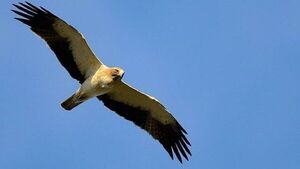 Australia: Hallan fósiles de águila capaz de cazar canguros